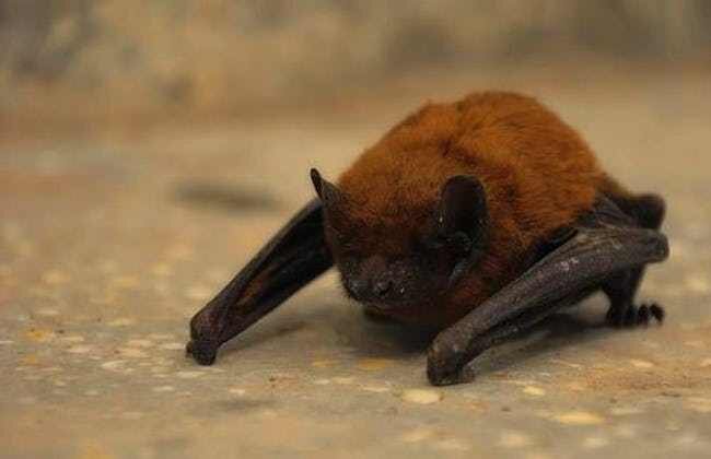  
Photo: Razvan Radu/Flickr Миф : Летучие мыши полностью слепы.