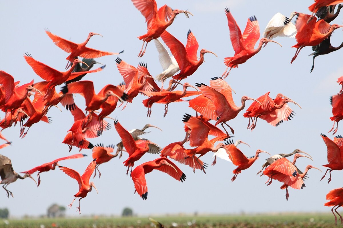 гололицый ибис. стая птиц. стая ибисов. колония ибисов в устье луары сколько птиц. черношейный ибис.