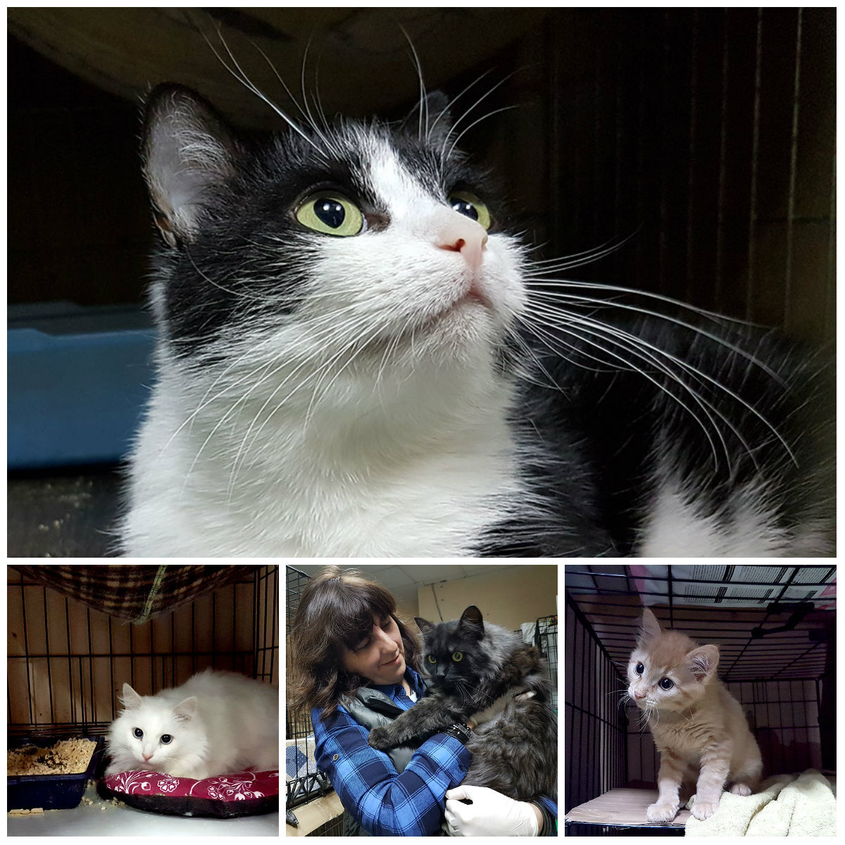 
Первое,  что вижу на входе, — просьба надевать бахилы. В приюте всё должно быть  стерильно! То здесь, то там таблички-«напоминалки» о соблюдении гигиены.  Например, о том, что мыть вместе миски и лотки нельзя. Мой проводник —  Мария Маленко, руководитель пиар-отдела. Именно эта служба  распространяет информацию о приюте и о кошках в соцсетях. А всего в  приюте 30 сотрудников, среди которых ветеринары, фельдшеры,  администраторы, дежурные и даже дизайнер. Длинный коридор ведёт к  помещениям, где содержатся кошки, которые уже прошли карантин. А зона  карантина, оборудованная по последнему слову техники, расположена на 2-м  этаже.
