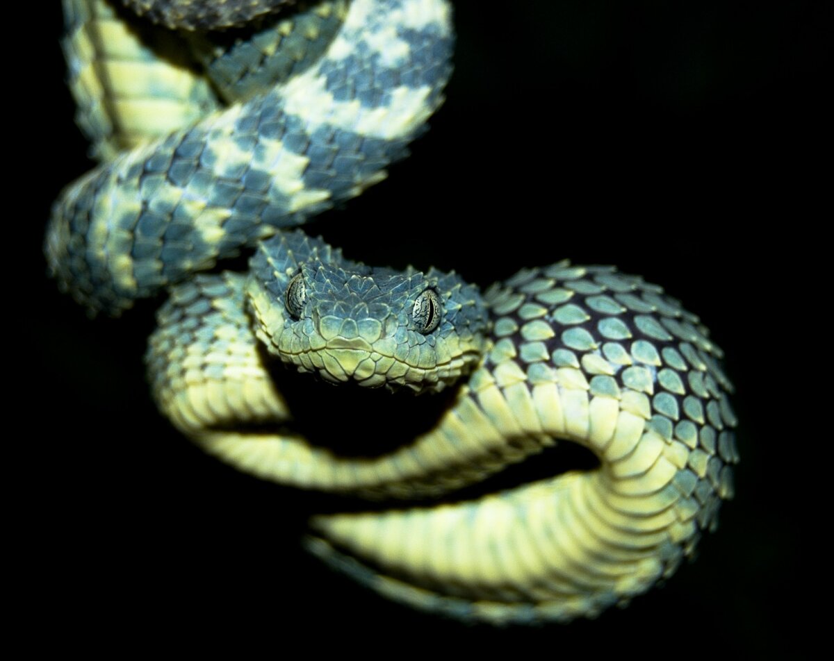 Змея проси. Кустарниковая гадюка (Atheris. Шершавая древесная гадюка голубая. Шершавая древесная гадюка (Atheris squamigera). Кустарниковая гадюка голубая.