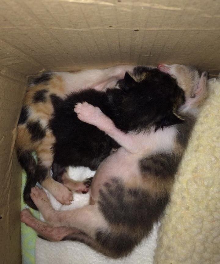 Новорожденные котята. Новорожденные котята. Новорожденные котята без мамы. Новорожденные котята без мамы. Новорожденные котята вислоухие.