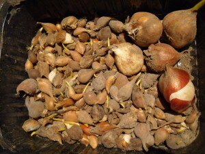 Самым сложным из трех способов является первый – с помощью семян. Эффективность всходов будет завесить от качества материала, который может быть как домашним, так и покупным. Чтобы получить качественные домашние семена, необходимо провести их сбор в нужный период. Как только тюльпан отцветет, нужно предоставить для его цветочной стрелки дополнительную опору и подвязать ее мягким материалом. Подвязывание не позволит ей упасть на землю при увядании. Именно в цветочной стрелке должны созреть семена, которые в дальнейшем будут использованы для размножения.