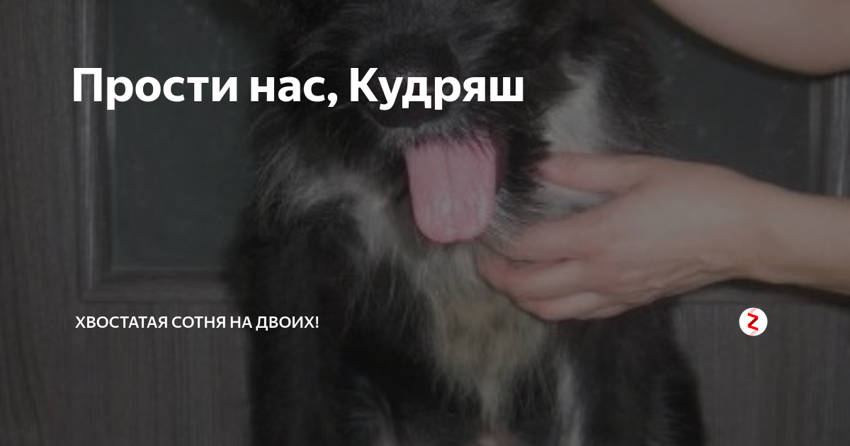 Хвостатое счастье дзен баня. Хвостатая сотня. Кудряш мемы. Ой, Кудряш, мой Кудряш, кудрявая голова