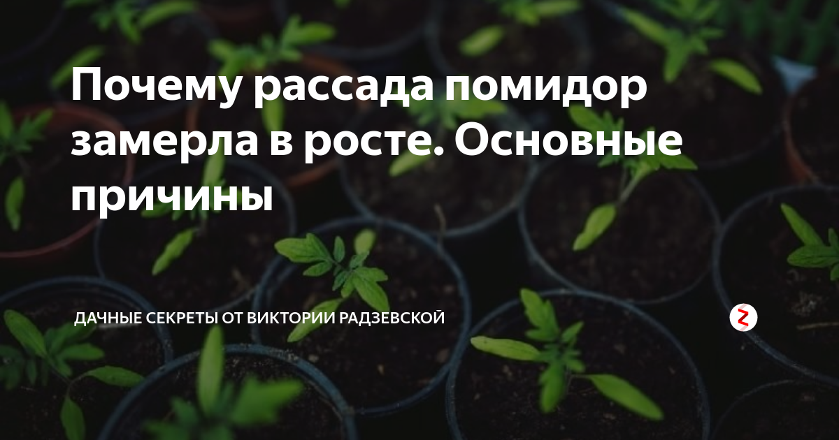 К чему снится рассада помидор. Замершая рассада помидор. Помидоры рост замерший. Рассада замерла в росте что делать. Если помидор рассада замедлилась в росте.