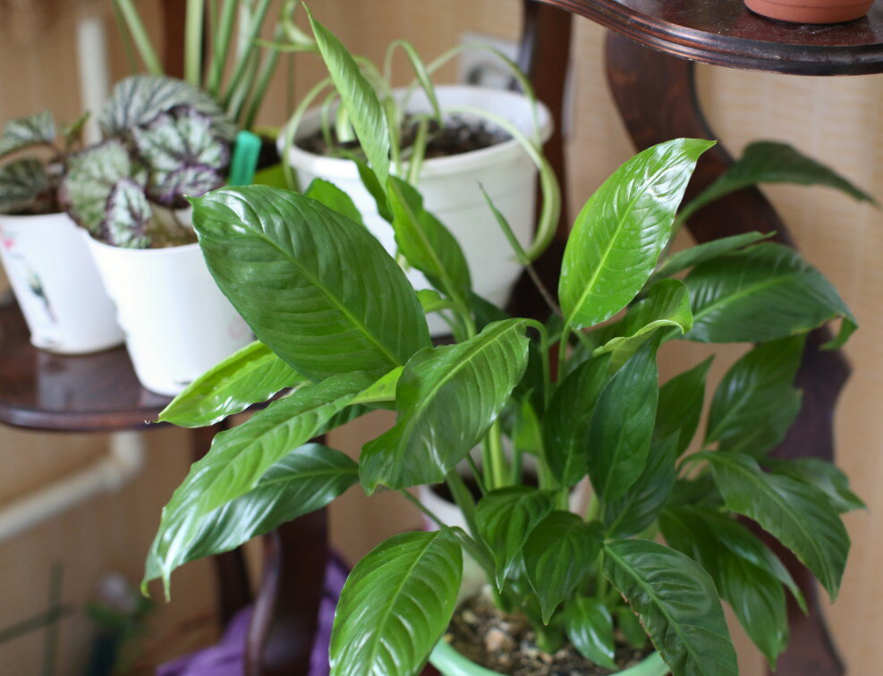 Спатифиллум (из личной коллекции).