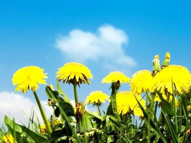 Что мы обычно делаем с одуванчиком в своем дворе или огороде? Правильно! Вырываем, пытаемся быстрее избавиться, потому что одуванчик очень живуч и, если его вовремя не убрать, то потом одуванчиков будет целое поле. 
