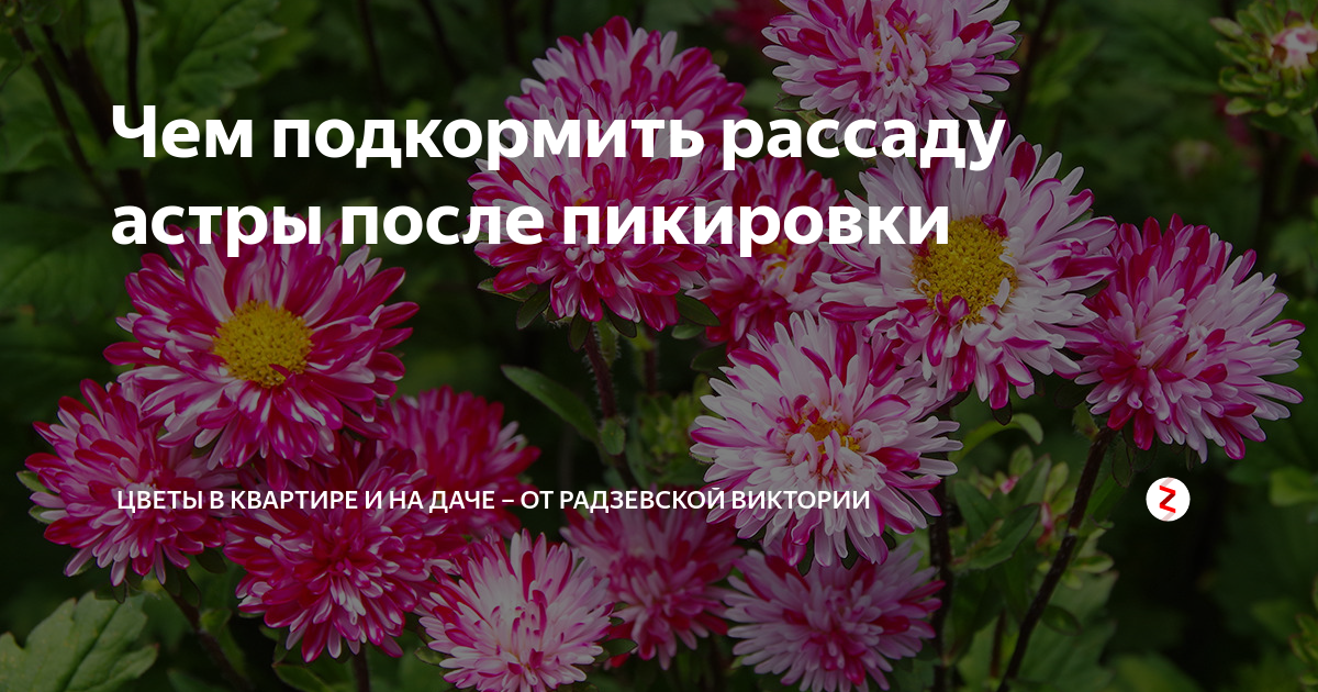 Чем подкормить астры в июле. Чем подкормить рассаду астр. Удобрения для астр. Подкормка рассады астры. Чем подкормить астры после высадки.