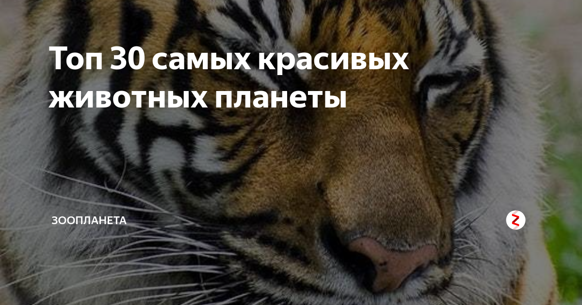 Топ 30 самых красивых животных планеты | Зоопланета | Дзен