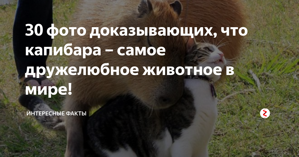 30 фото доказывающих, что капибара – самое дружелюбное животное в мире ...