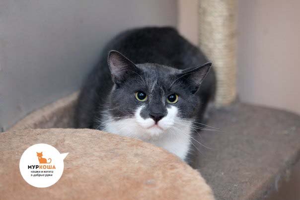 Буран в приюте Муркоша - ожидание хозяев