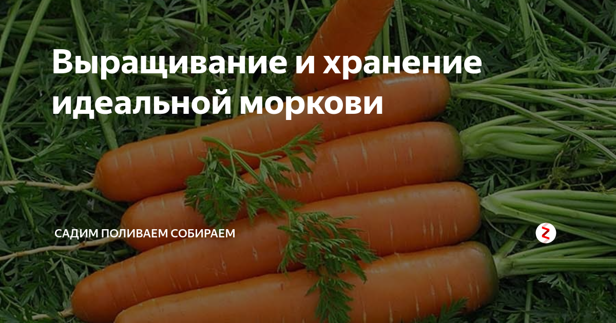 Подкормка моркови в июне. Удобрение для моркови. Удобрения для моркови в открытом грунте. Подкормка моркови в открытом грунте. Удобрение для моркови для хорошего урожая.