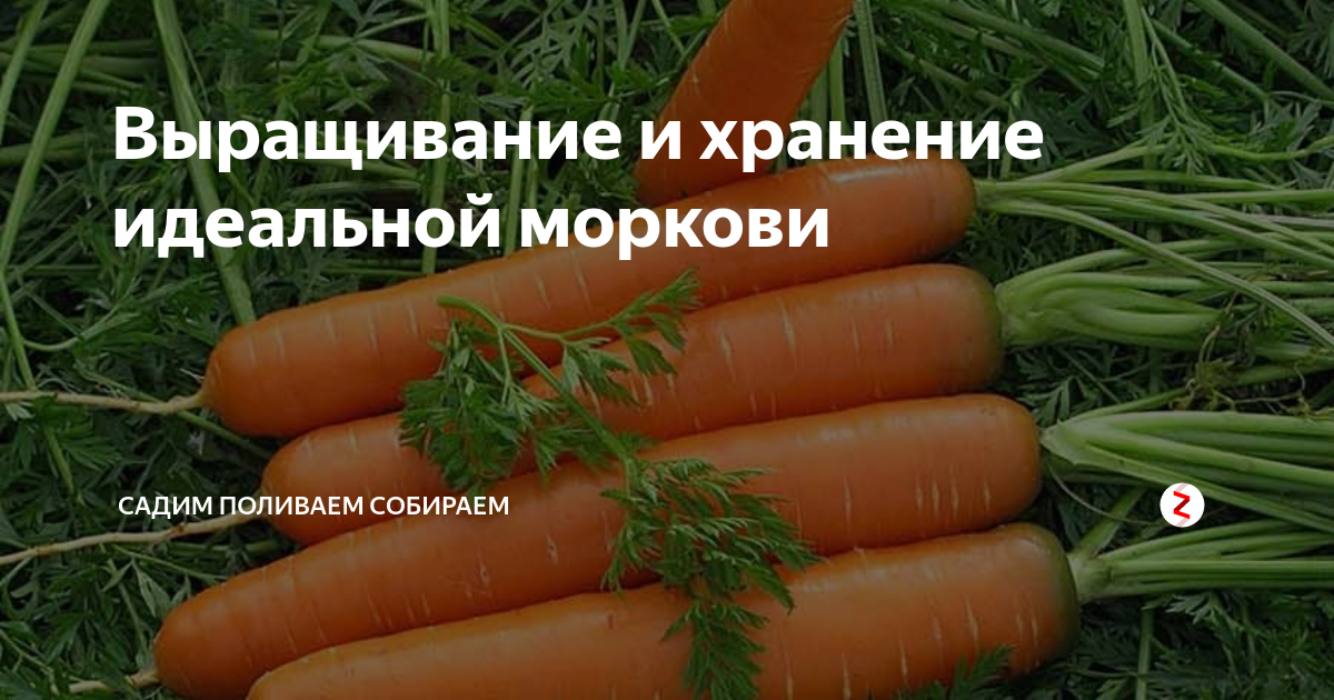 Удобрение для моркови. Удобрения для моркови в открытом грунте. Подкормка моркови в открытом грунте. Удобрение для моркови для хорошего урожая.