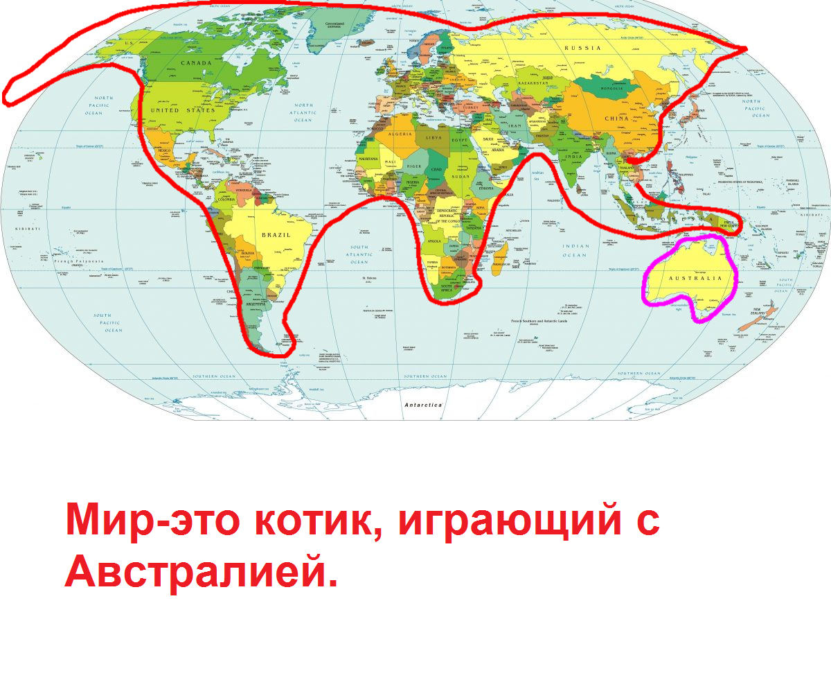 Кот играет с австралией