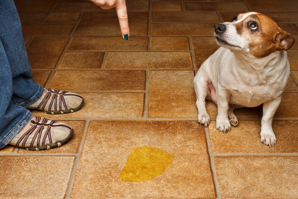 Маленькие щенки не могут контролировать функции  кишечника и мочевого пузыря. По мере взросления у них это получается все  лучше и лучше. Но и 7-9-ти и даже 12-ти месячная собака может иногда  ошибаться дома. Что делать в таком случае?
 
