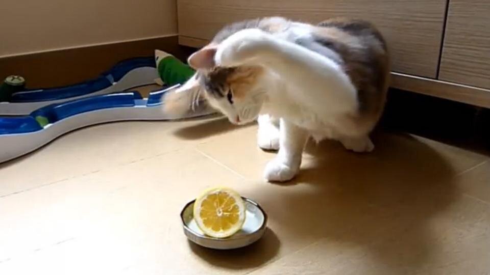 Почему кошки не любят запах цитрусовых? | Мир домашних животных | Дзен