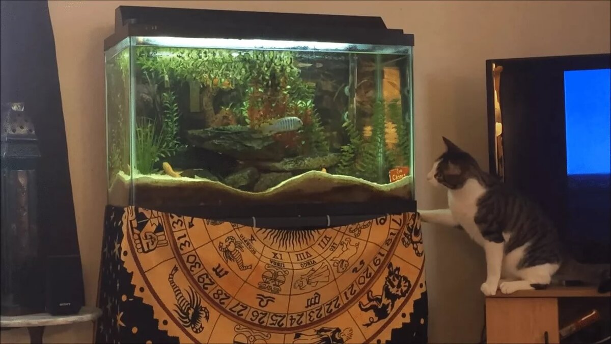 Аквариум для кота внутри. Аквариум с кошкой. Аквариум для котиков. Аквариум для кошек с рыбками. Котенок и аквариум.