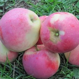 Яблоки сорта Ветеран