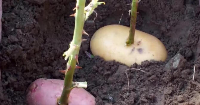 3 простых способа как ускорить рост корней у черенков | садоёж | Дзен