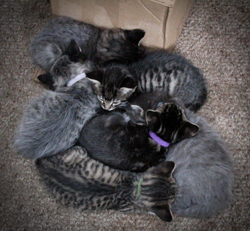 Черный и серый котенок. Черная кошка с котятами. Чёрно серый котёнок. Чернополосатые котята. Какие котята рождаются у черной кошки