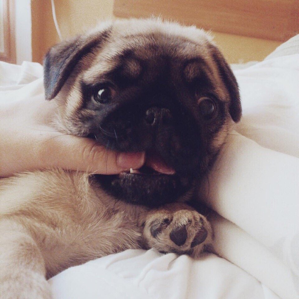 Стоит ли заводить мопса. Мопс морда сонный. Стоит ли заводить мопса. Кого завести мопса мальчика или девочку. Мопс щенок.