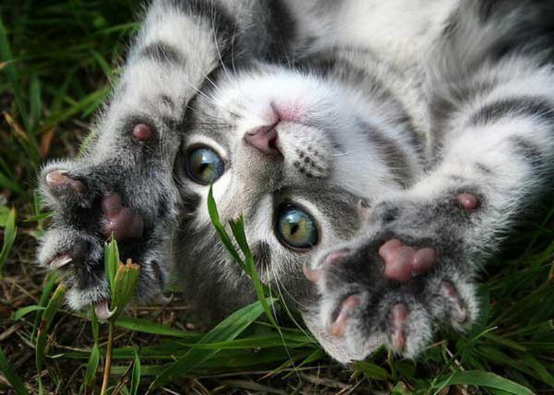 Котенок хочет ласки