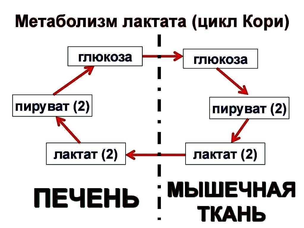 Про цикл Кребса слышали? а вот это Цикл Терезы Кори!
