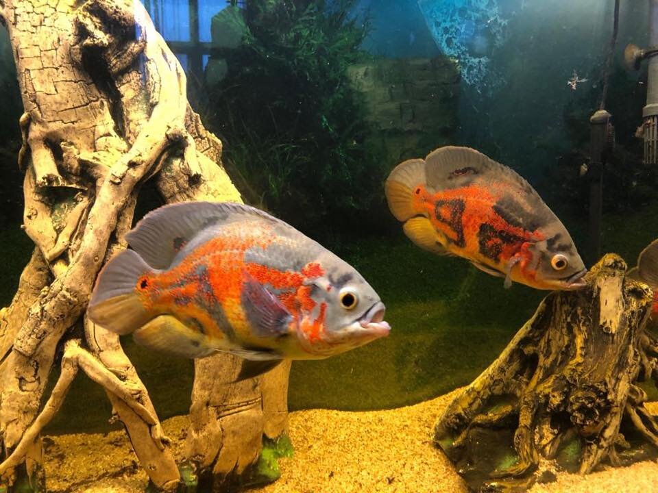Astronotus ocelatus