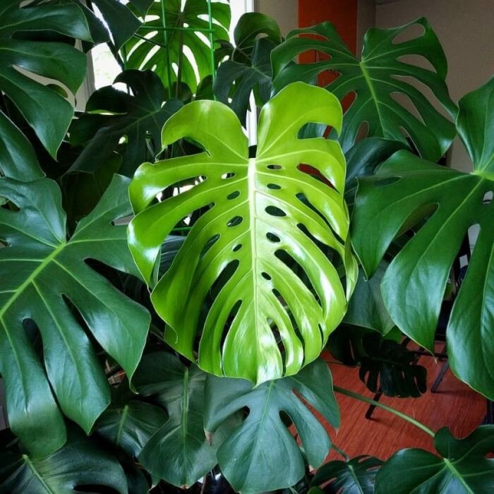 Монстера Делициоза. Монстера Делициоза (Monstera deliciosa). Монстера крупнолистная. Как ухаживать за монстерой в домашних