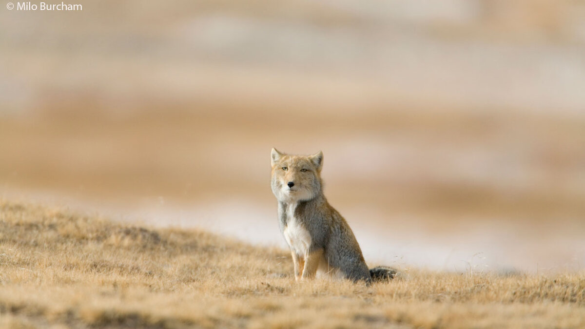 Тишина, и только ветер щекочет твои волосы...