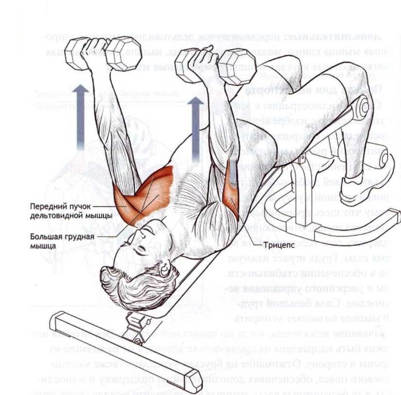 Упражнения для жима лежа. Схема прокачки грудных мышц гантелями. Упражнения для жима штанги лежа. Упражнения на грудь жим гантелей. Жим гантелей с отрицательным наклоном.