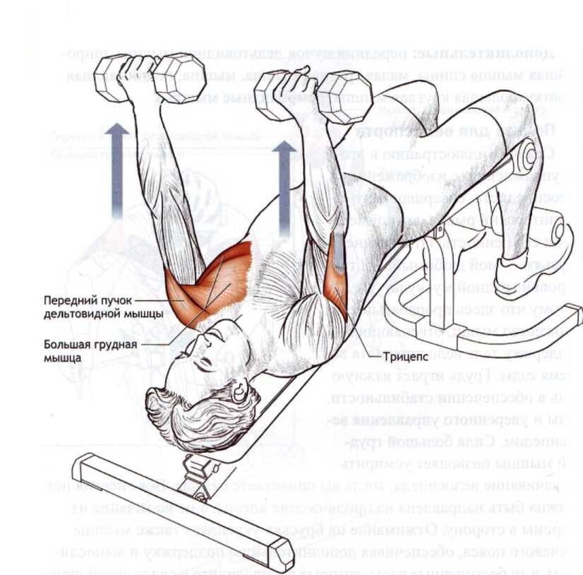 Упражнения с гантелями на грудные мышцы. Схема прокачки грудных мышц гантелями. Упражнения для прокачки низа грудных мышц. Прокачка нижней части грудных мышц. Как качать грудные мышцы гантелями.