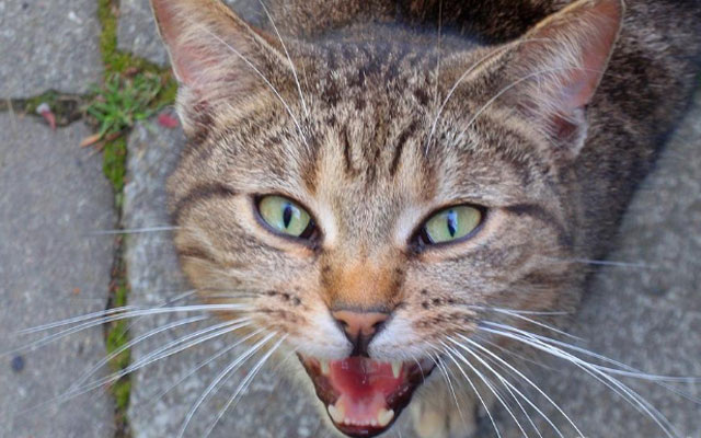 Кошки, в отличие от собак, могут издавать более сотни различных звуков. Их язык удивителен и разнообразен. 