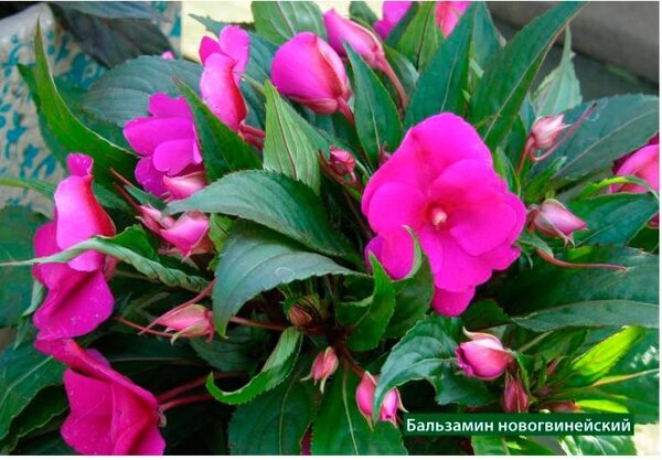 Бальзамин новогвинейский