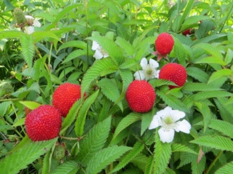 тибетская малина