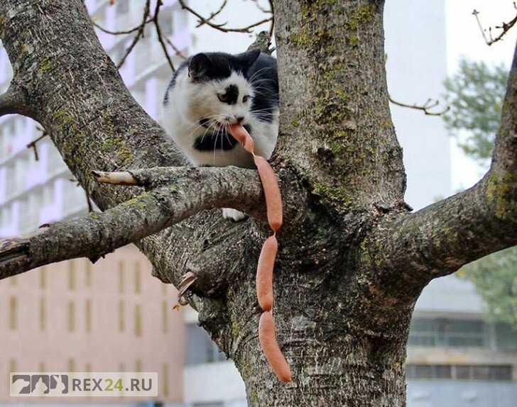 Котенок залез на дерево и как его снять? | КотоВедение | Дзен