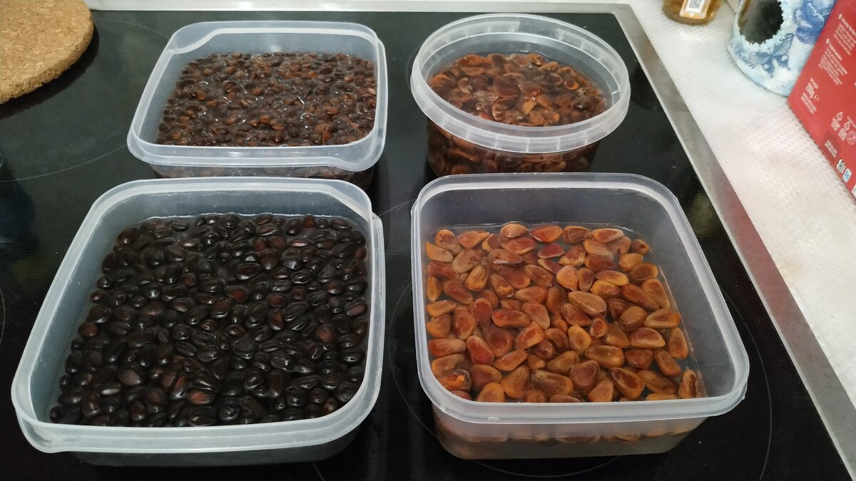 Трехдневное замачивание семян пятихвойных сосен - Сосна малорослая (кедровый стланик), Сосна Сибирская (Кедр сибирский) и Сосна Корейская (Кедр Корейский или Приморский).