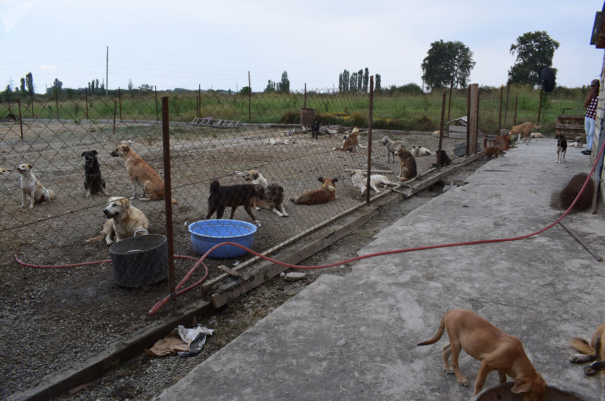 Собачья ферма. Собака на ферме. Собачьи фермы в России. Собаки переростки на ферме. Купить собаку для фермы