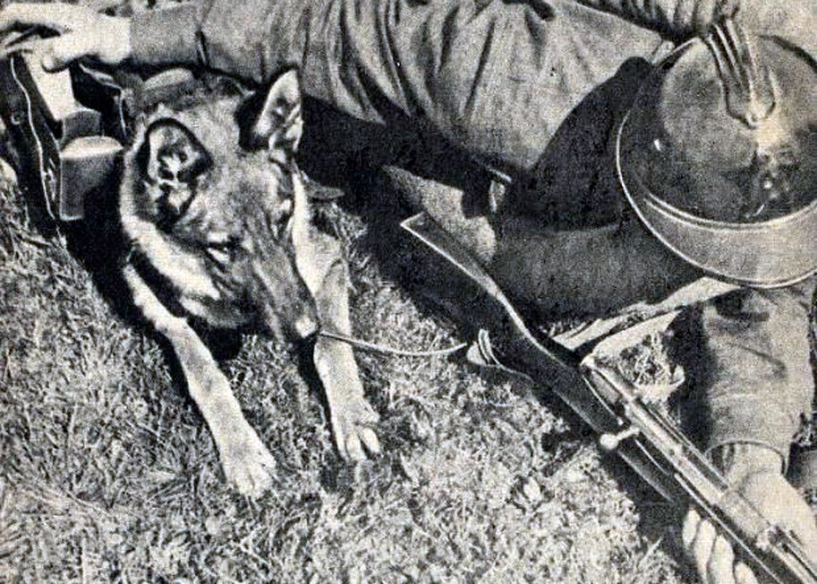 Собак в годы великой отечественной. Джульбарс собака герой войны. Немецкая овчарка Джульбарс. Восточно-европейская овчарка Джульбарс.