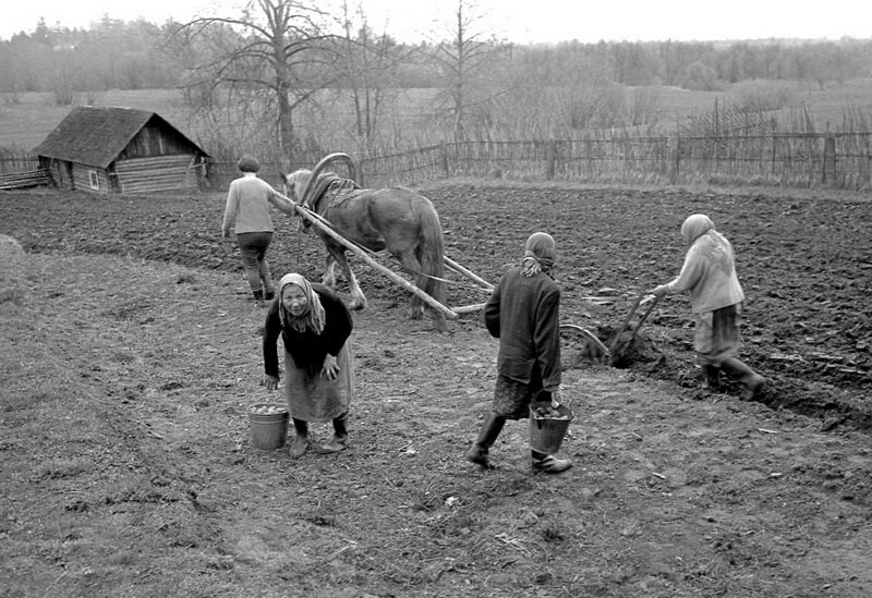 Вот так сажали картофель совсем недавно 