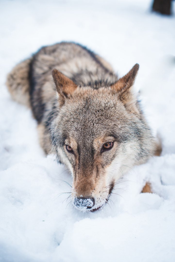 До того как Февраль попал в Дом волка, его имя было просто Волк