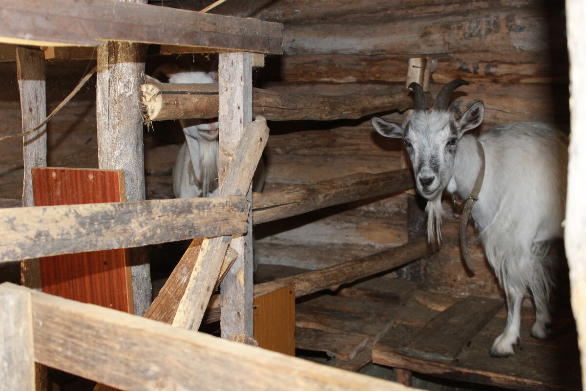 Стайки хоть и отделены, но рогатые подружки регулярно ломают перегородки.