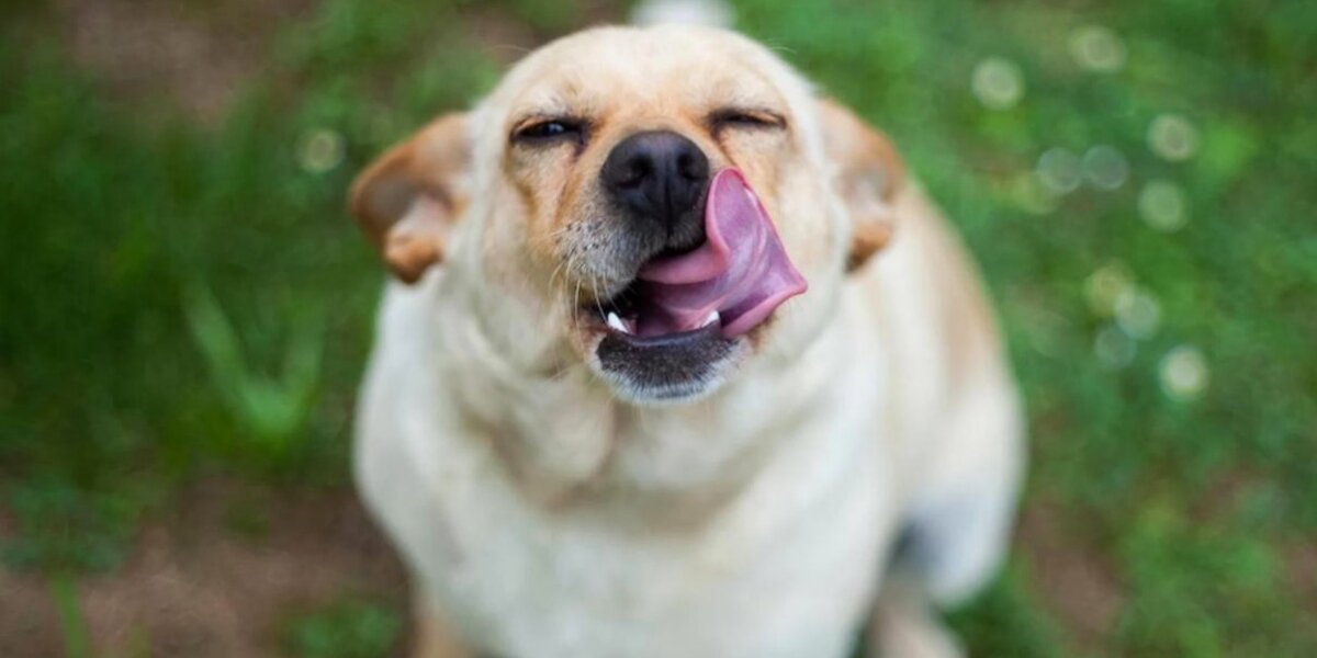 Ветеринары рассказали, почему собаки любят облизывать своих хозяев. Читайте на sunnyhair.ru