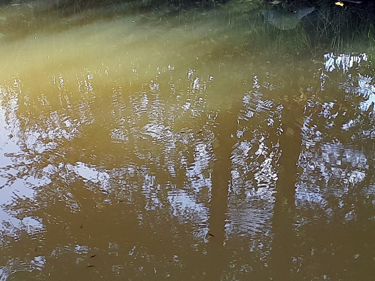 Малёк карася по всему водоёму - вода иногда "бурлит" от его движения