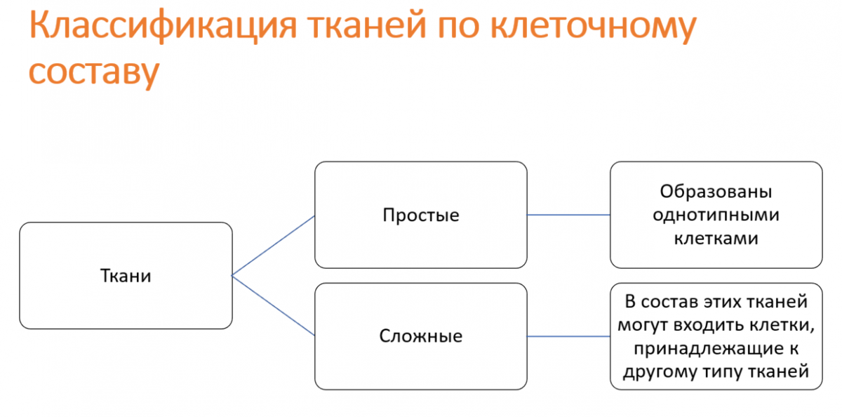 Занятие № Проводящие ткани. | Секреты тканей растений