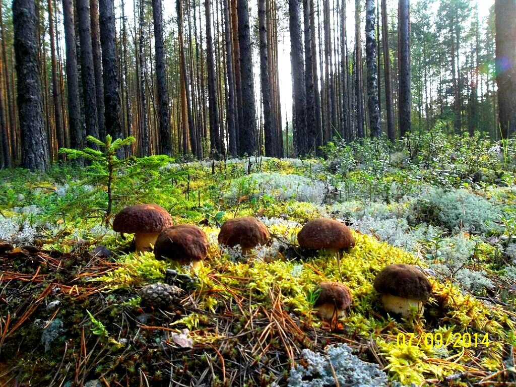 Поляна грибов в лесу фото