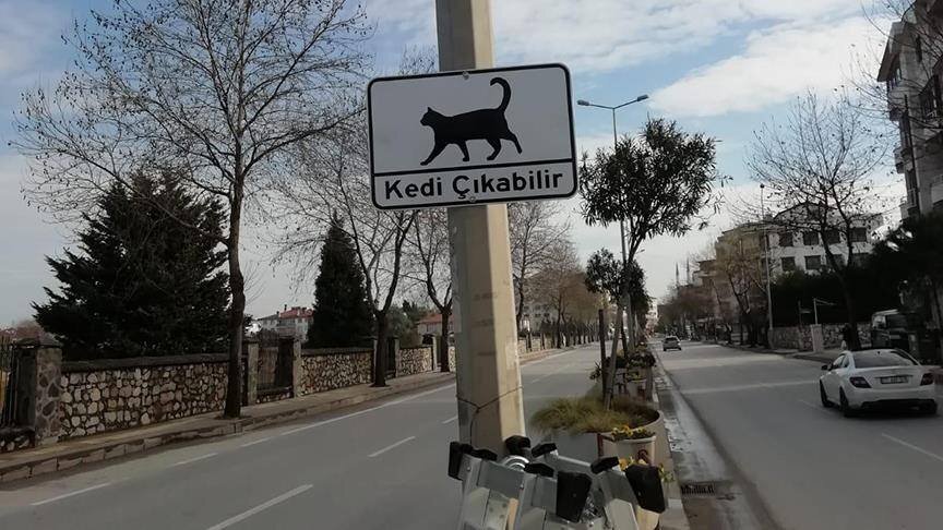Осторожно, могут выйти кошки!
