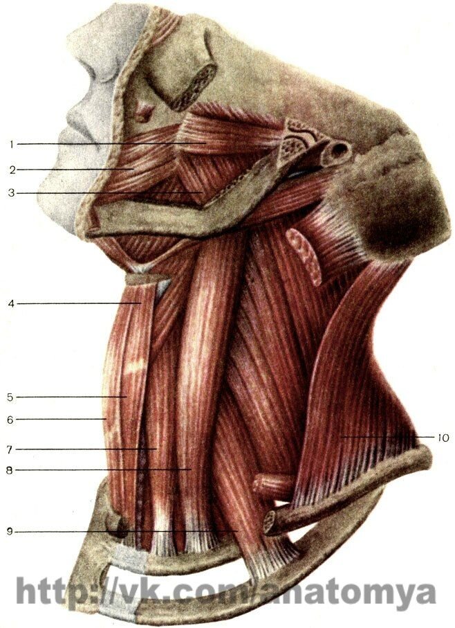 Глубокие мышцы шеи медиальная группа