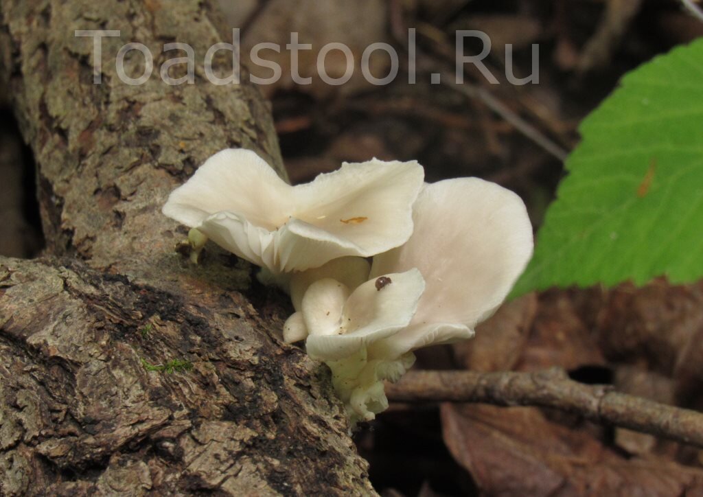 Какая-то переходная форма между обычной вешенкой и "вертикальной" (фото И.Лебединского)