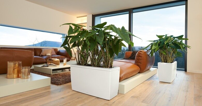 На фото: алоказия в современных кашпо с автополивом