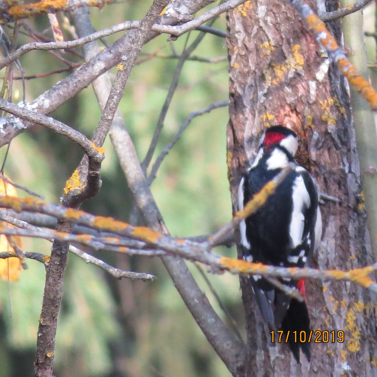 дятла "застукала".
